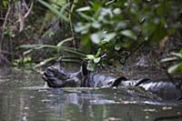 Javan Rhinoceros (Rhinoceros sondaicus) in river, 
