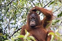 Orangutan (Pongo pygmaeus) juvenile scratching its