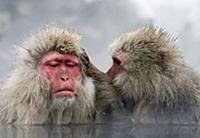 Japanese Macaque (Macaca fuscata) pair grooming in