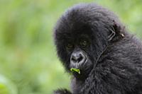Mountain Gorilla (Gorilla gorilla beringei) young 