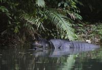 Javan Rhinoceros (Rhinoceros sondaicus) in river, 
