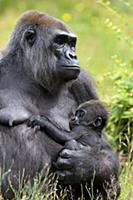 Western Lowland Gorilla (Gorilla gorilla gorilla) 