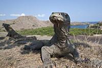 Komodo Dragon (Varanus komodoensis), Rinca Island,