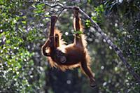 Orangutan (Pongo pygmaeus) juvenile hanging in a t
