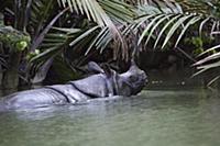 Javan Rhinoceros (Rhinoceros sondaicus) in river, 
