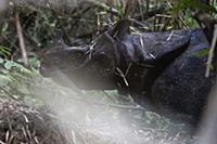 Javan Rhinoceros (Rhinoceros sondaicus) in forest,