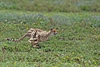 Cheetah (Acinonyx jubatus) running, Serengeti Plai