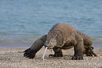 Komodo Dragon (Varanus komodoensis) on beach with 