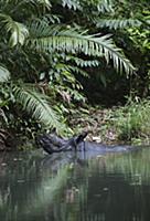 Javan Rhinoceros (Rhinoceros sondaicus) in river, 