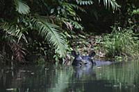 Javan Rhinoceros (Rhinoceros sondaicus), in river,