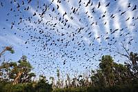'Straw-colored Fruit Bat (Eidolon helvum) group, K