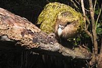 Kakapo (Strigops habroptilus) at night, Codfish Is