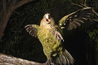 Kakapo (Strigops habroptilus) in defensive posture
