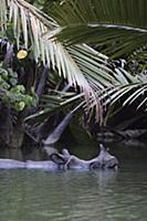 Javan Rhinoceros (Rhinoceros sondaicus) in river, 