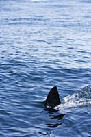 Great White Shark (Carcharodon carcharias) swimmin
