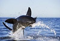 Great White Shark (Carcharodon carcharias) leaping