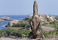 Komodo Dragon (Varanus komodoensis) standing on hi