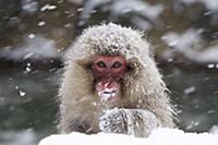Japanese Macaque (Macaca fuscata) in hot spring, J