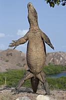 Komodo Dragon (Varanus komodoensis) standing on hi