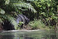 Javan Rhinoceros (Rhinoceros sondaicus), emerging 