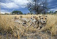 Cheetah (Acinonyx jubatus) group laying in dry gra