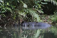Javan Rhinoceros (Rhinoceros sondaicus) in river, 
