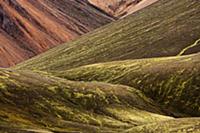 Tundra on mountains slopes, Landmannalaugar, Icela