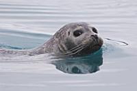 Common Seal (Phoca vitulina) swimming, Iceland