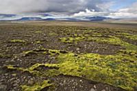 Tundra landscape with moss and mountains, Iceland