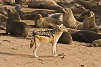 Black-backed Jackal (Canis mesomelas) in Cape Fur 