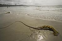 Beach with kelp, Pacific Rim National Park, Vancou