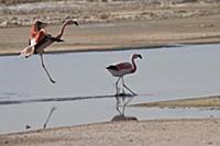 Chilean Flamingo (Phoenicopterus chilensis) landin