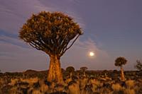 Quiver Tree (Aloe dichotoma) at moonrise, Keetmans