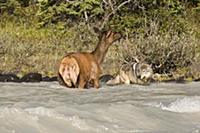 Elk (Cervus elaphus) attacked by Gray Wolf (Canis 