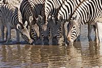 Zebra (Equus quagga) group drinking from a waterho