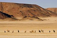 Gemsbok (Oryx gazella) herd on dried-out grassland