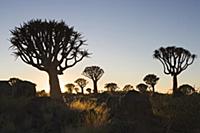 Quiver Tree (Aloe dichotoma) silhouetted against t