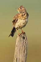 Eurasian Skylark (Alauda arvensis), Vlaanderen, Be