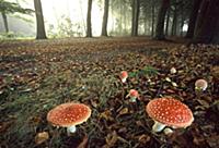 Fly Agaric (Amanita muscaria) mushrooms in forest,