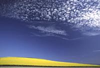 Oil Seed Rape (Brassica napus) fields, Netherlands