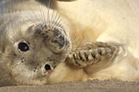 Grey Seal (Halichoerus grypus) pup on beach, Linco