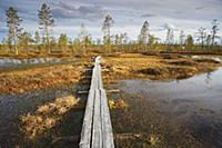 Scotch Pine (Pinus sylvestris) around boardwalk th