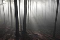 European Beech (Fagus sylvatica) forest in mist, V