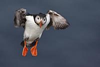 Atlantic Puffin (Fratercula arctica) flying, Scand