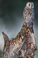 Long-eared Owl (Asio otus) on snag, Europe