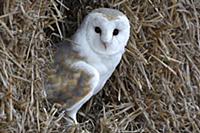 Barn Owl (Tyto alba) on haystack in a barn, Europe