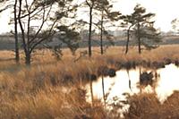 Scotch Pine (Pinus sylvestris) beside a pond, Antw