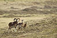 Mouflon (Ovis orientalis) family, Veluwe, Netherla