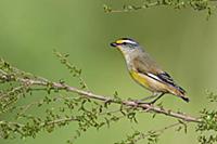 Striated Pardalote