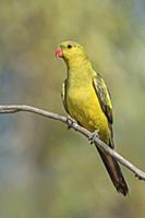 Regent Parrot (Polytelis anthopeplus) male, Victor